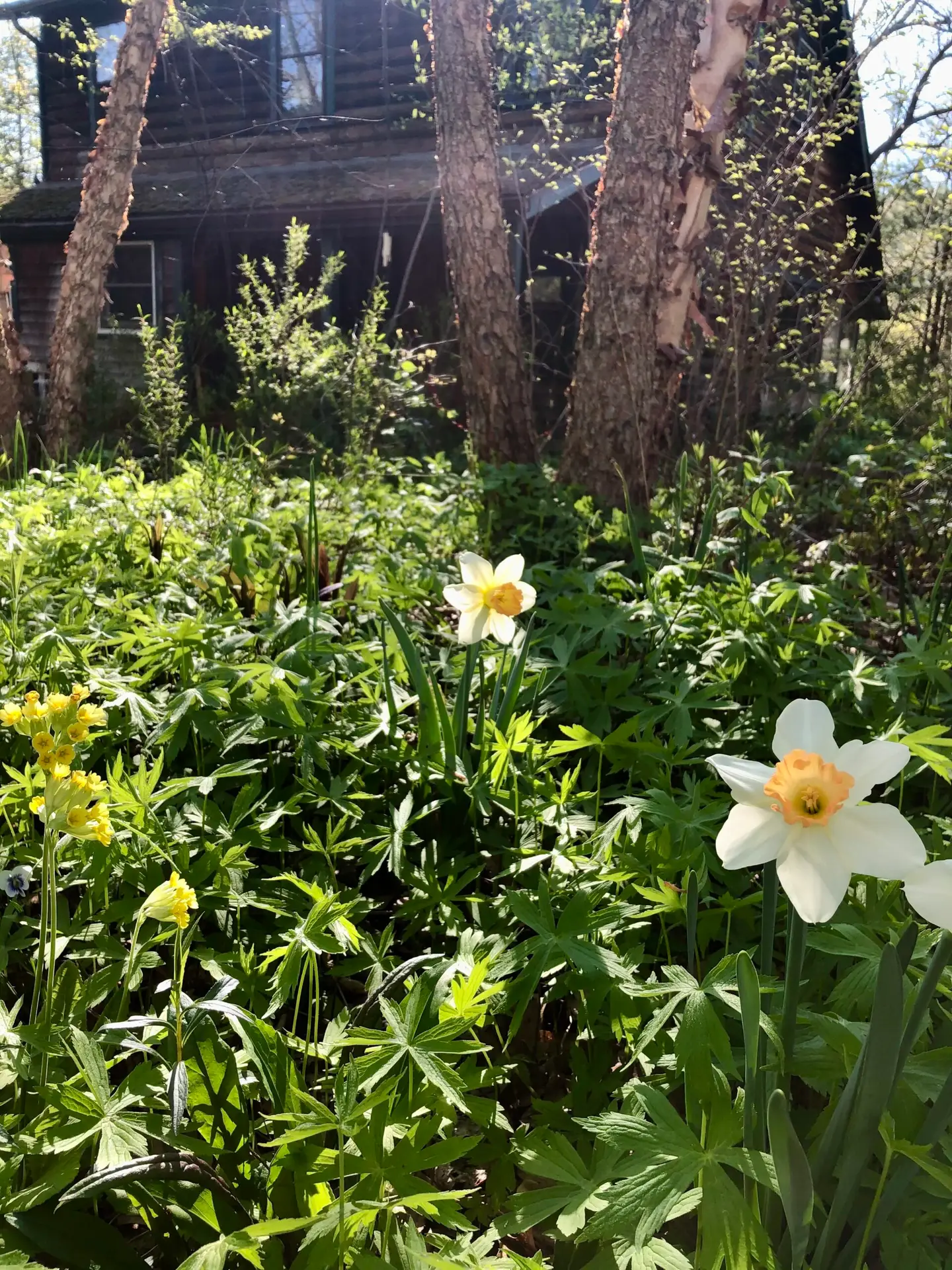 daffodil louise de coligny