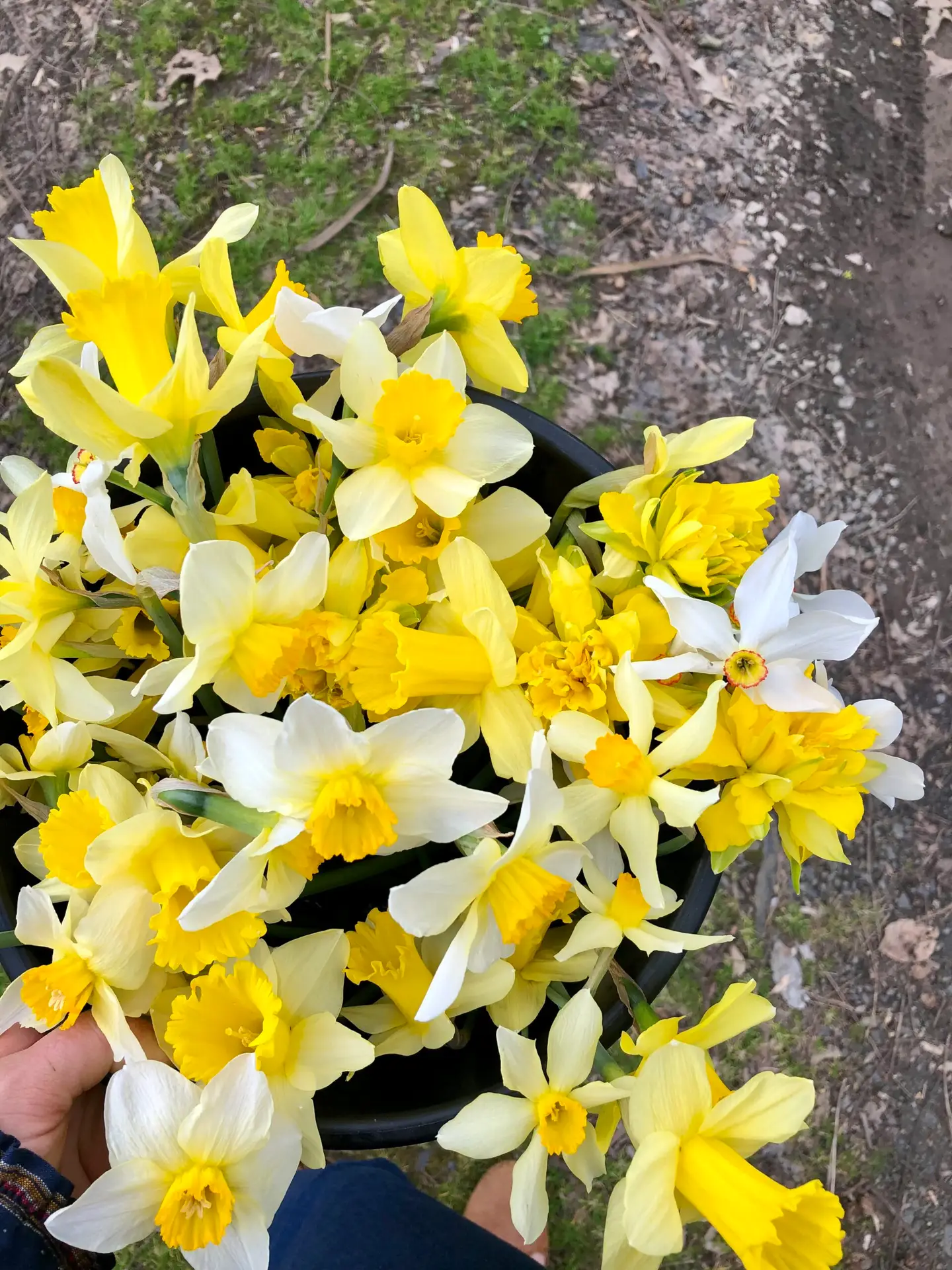 heirloom daffodils