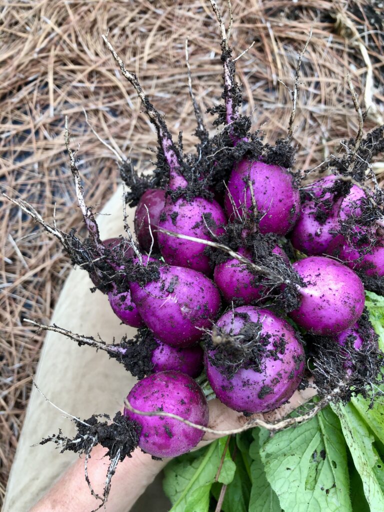 purple radishes