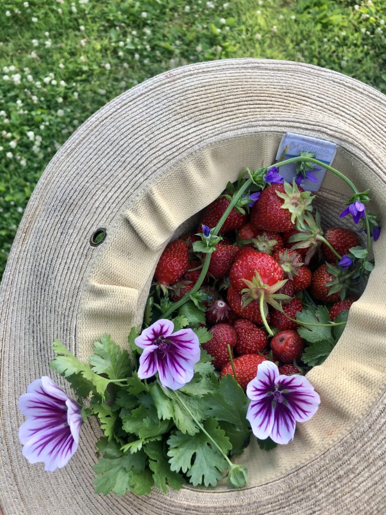 strawbs and malva in hat