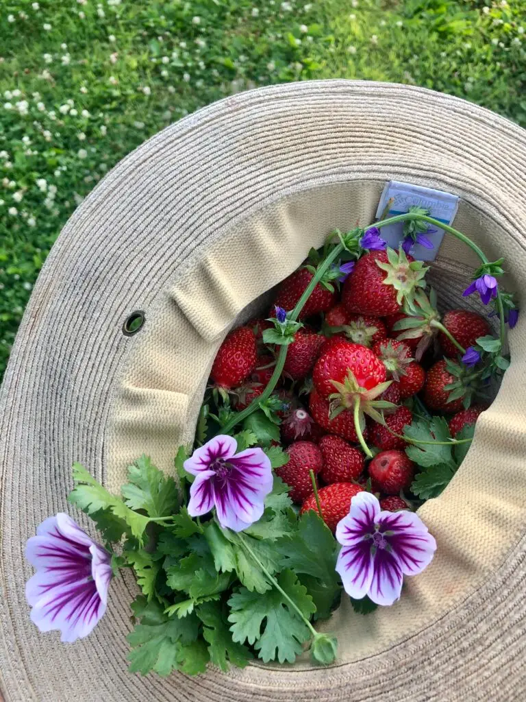 strawbs and malva in hat