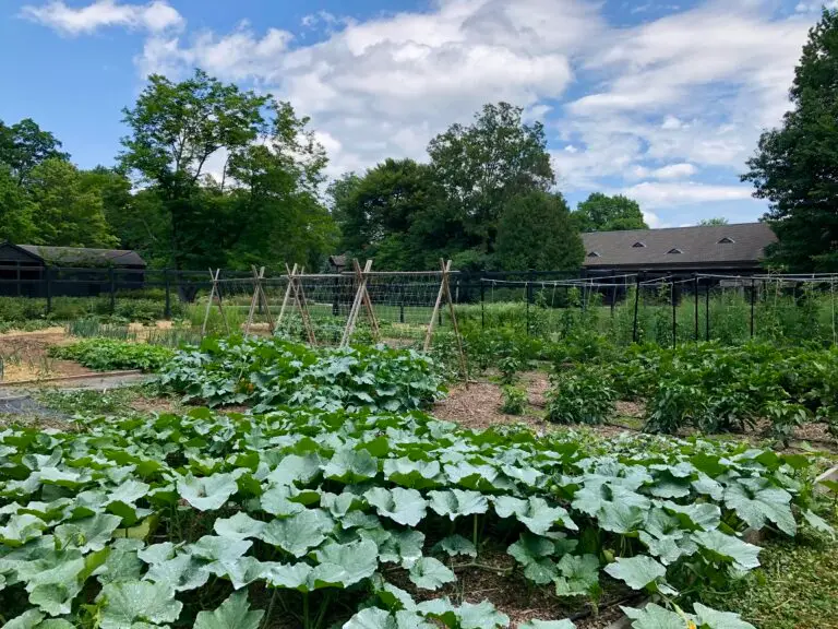 veggie garden locust grove