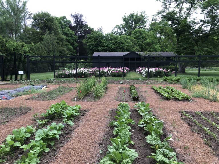 veggie garden spring