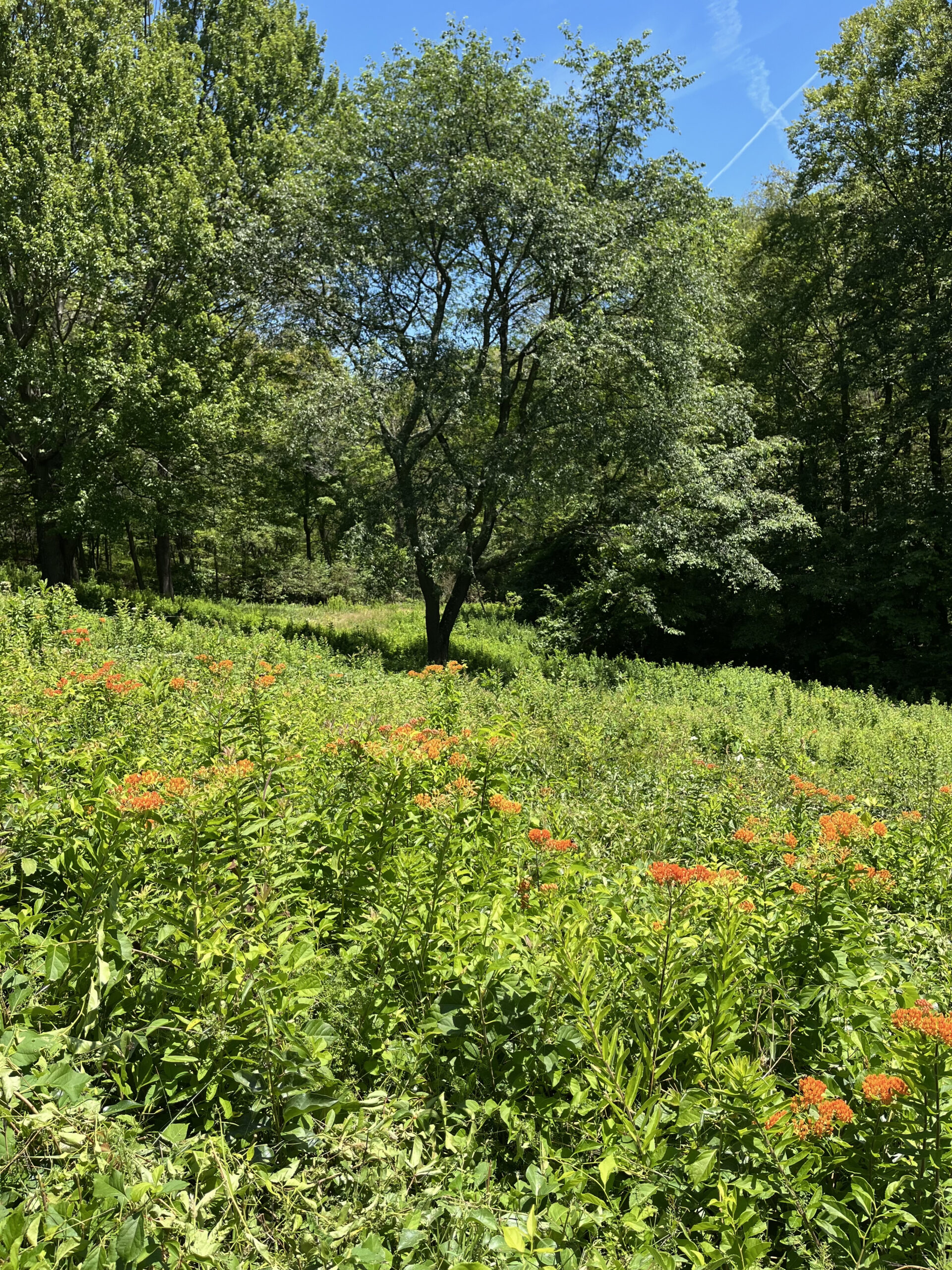 butterfly weed cold spring july