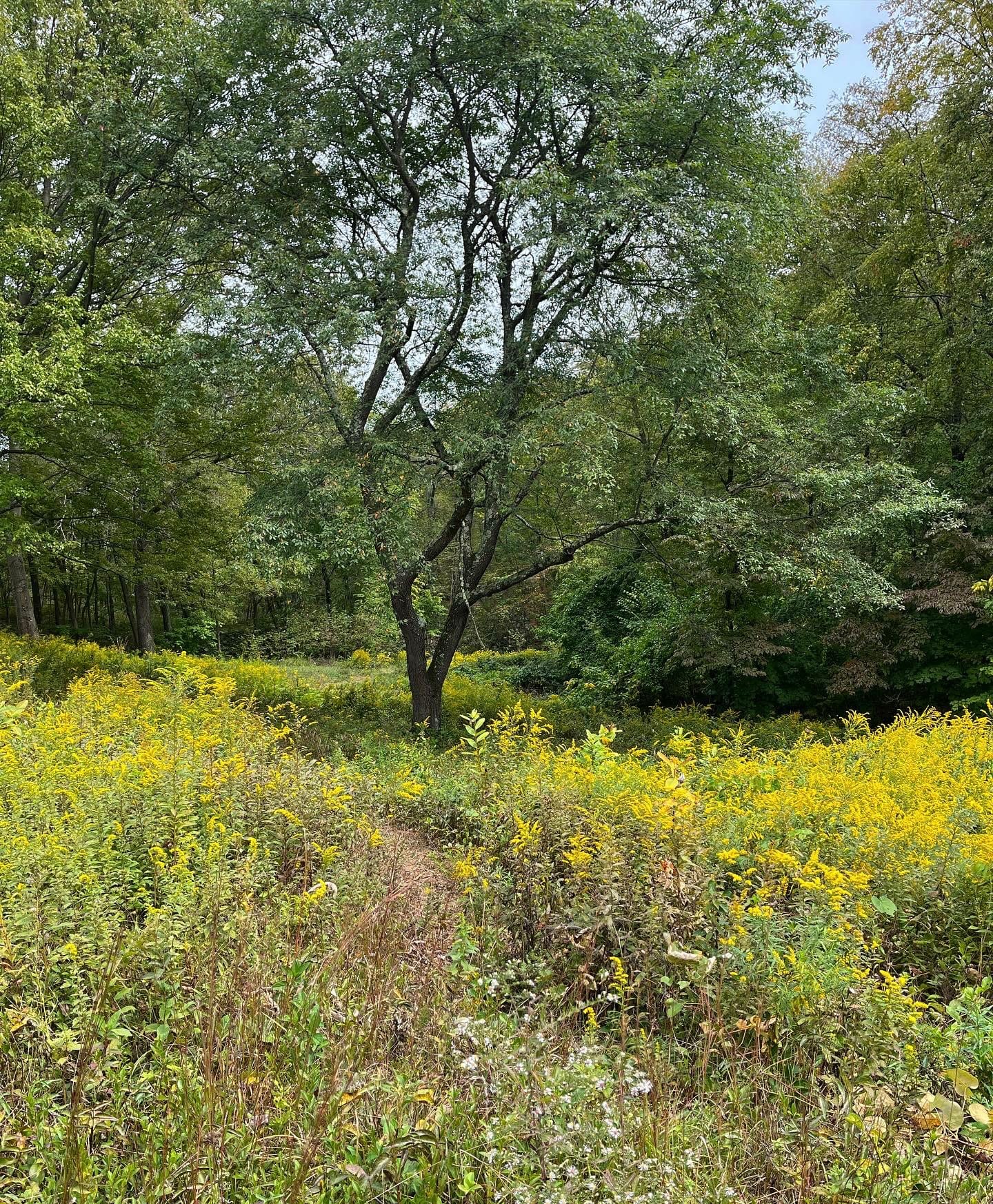 goldenrod cold spring