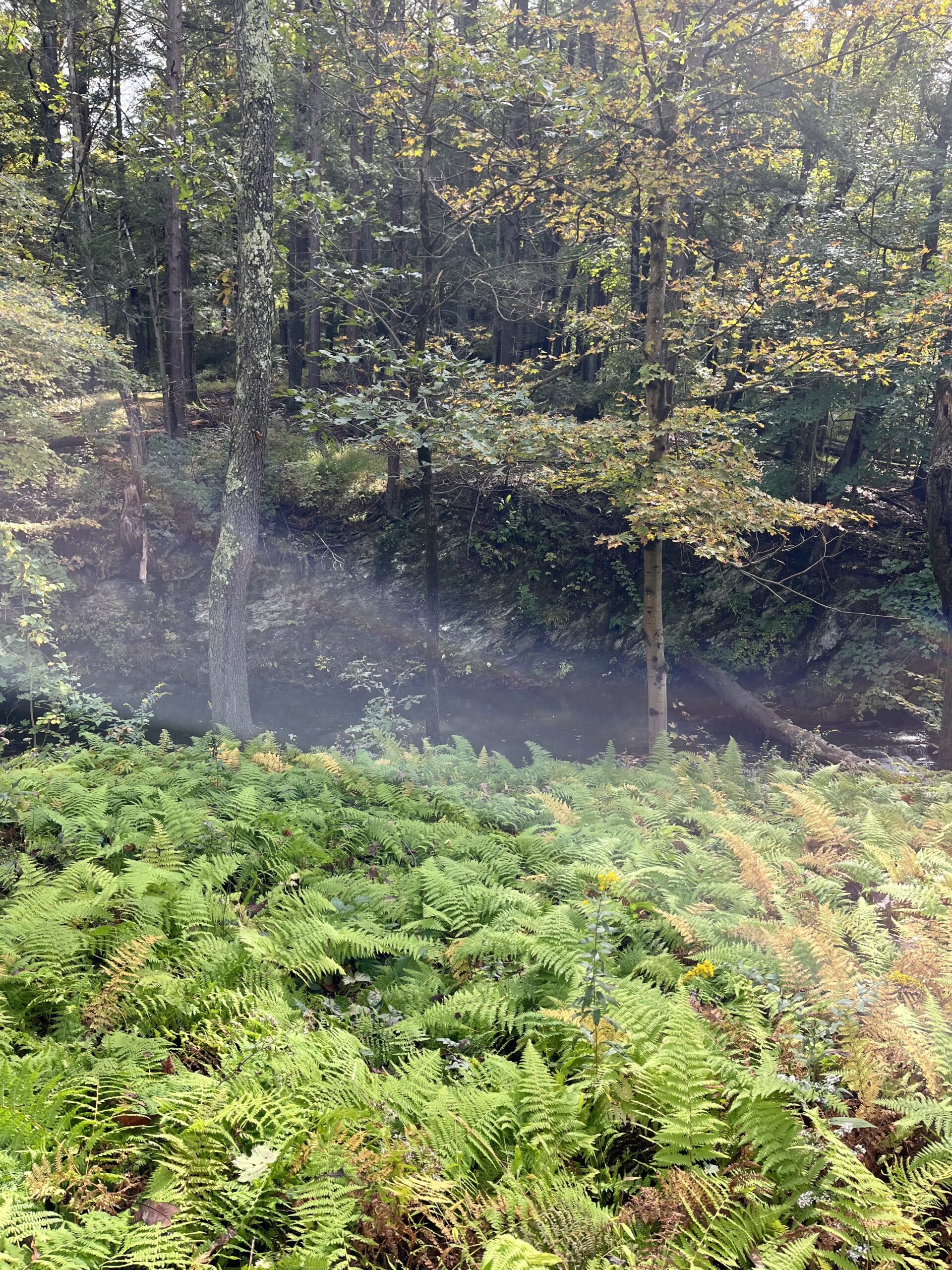 hay scented ferns Rhinebeck