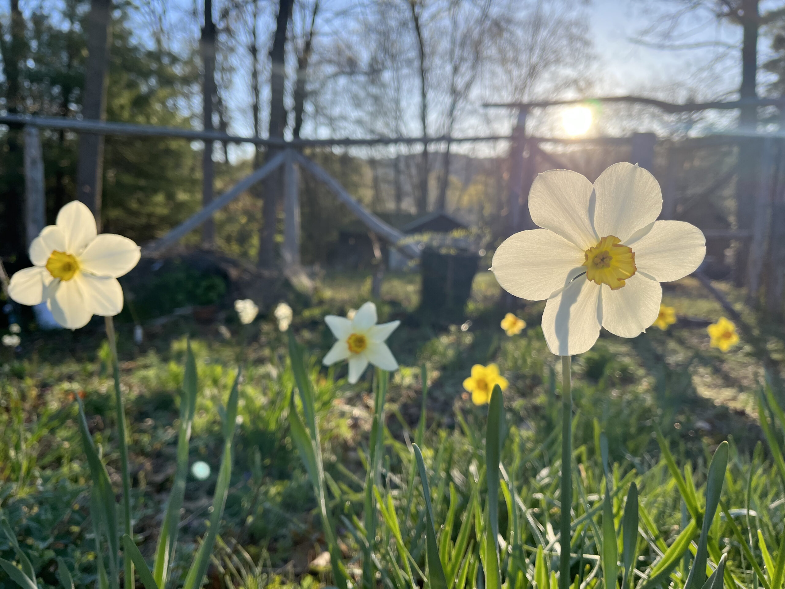 heirloom dafs mugwort garden