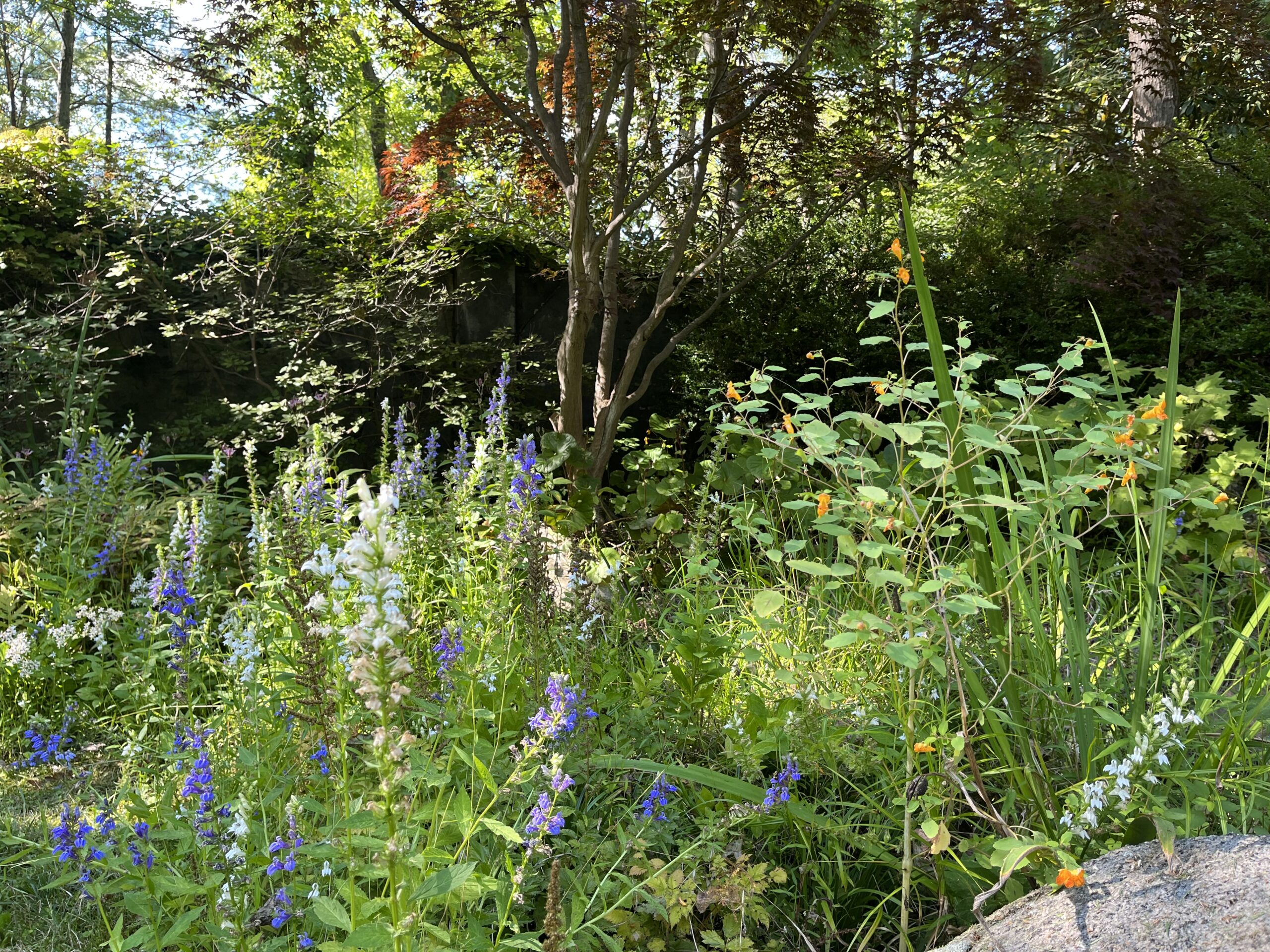 lobelia jewelweed garrison