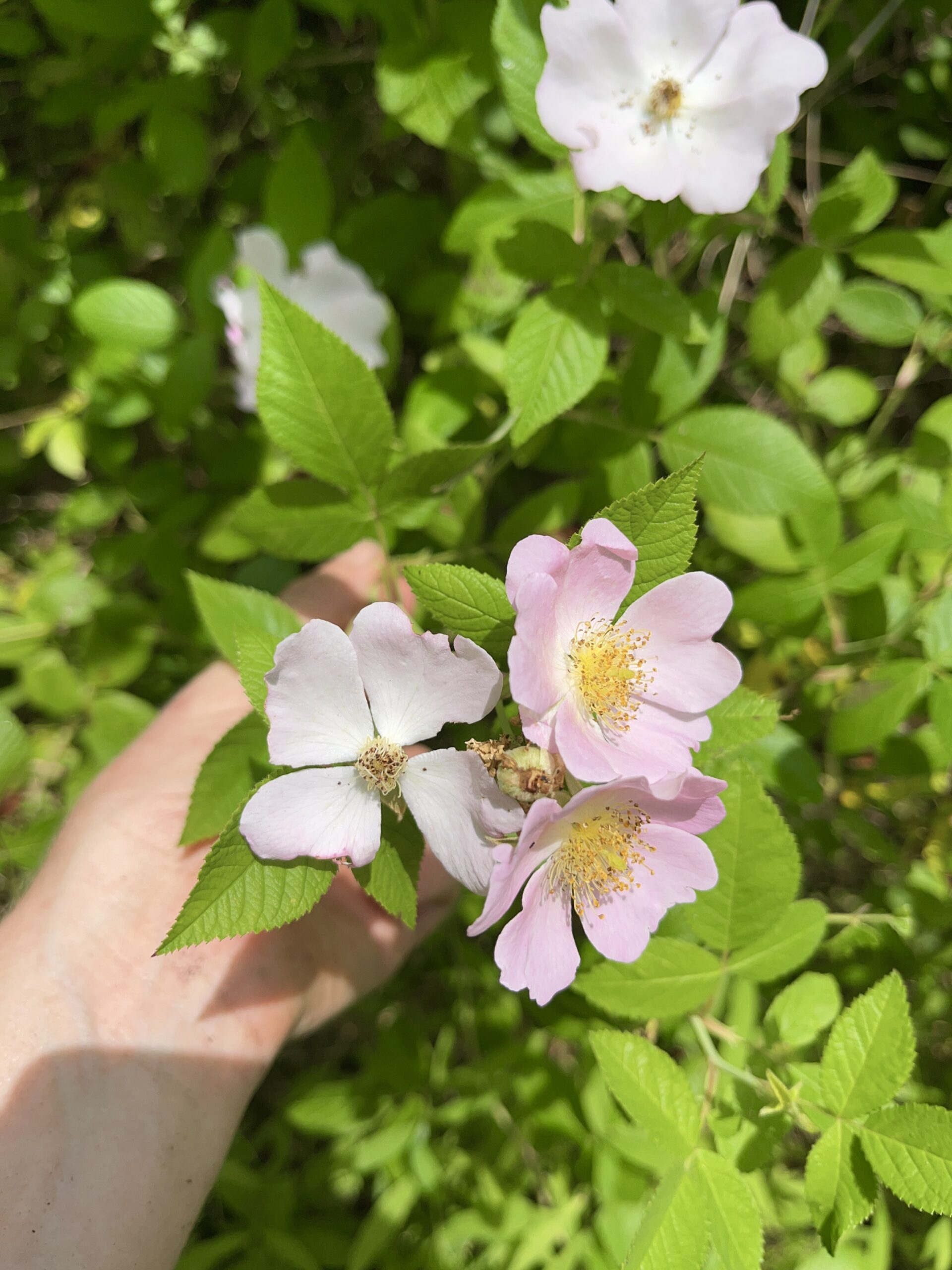 rosa setigera