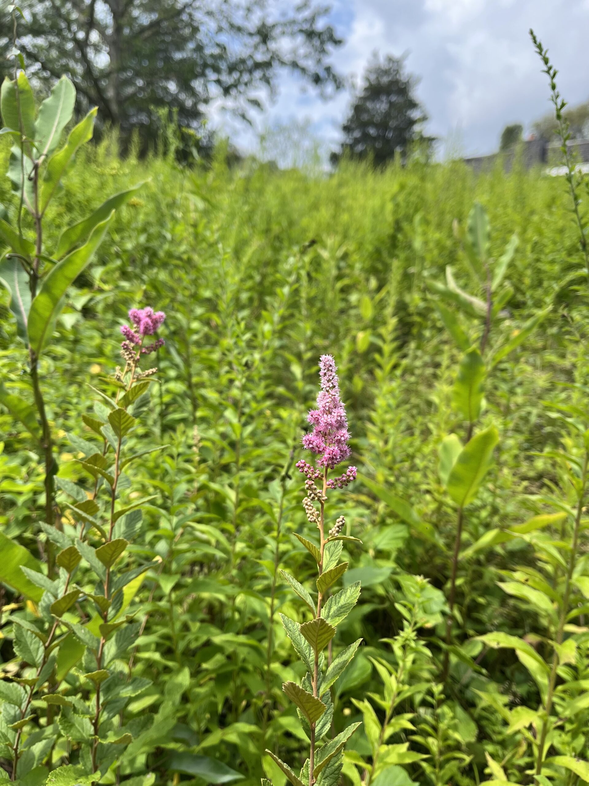 spirea cold spring