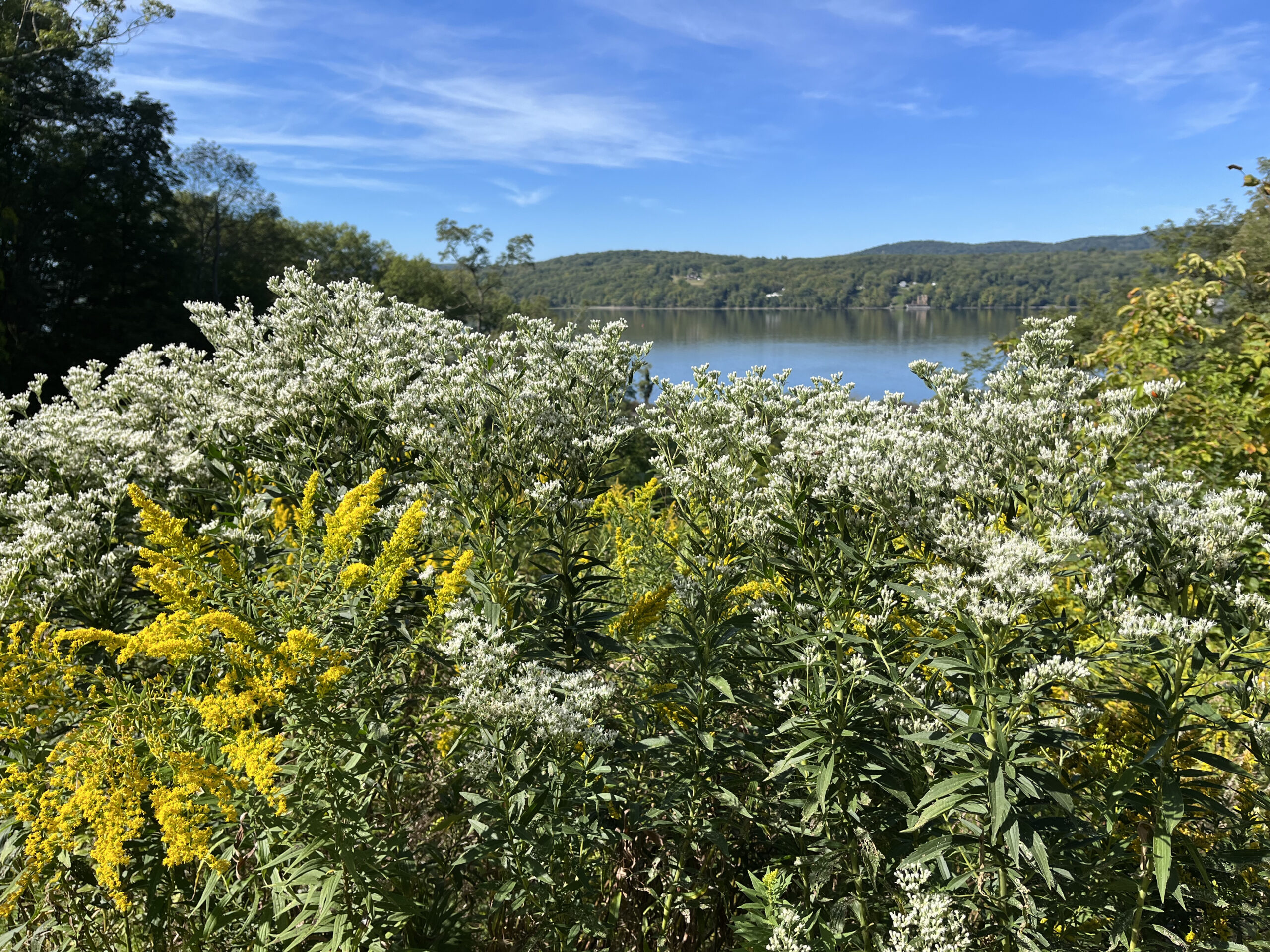 tall boneset sept rhinebeck