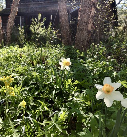 daffodil louise de coligny