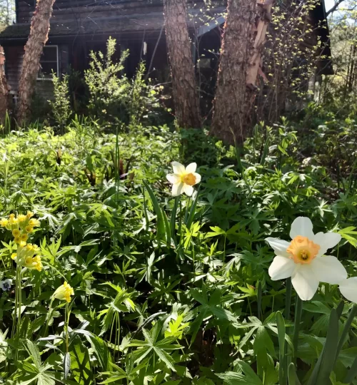 daffodil louise de coligny