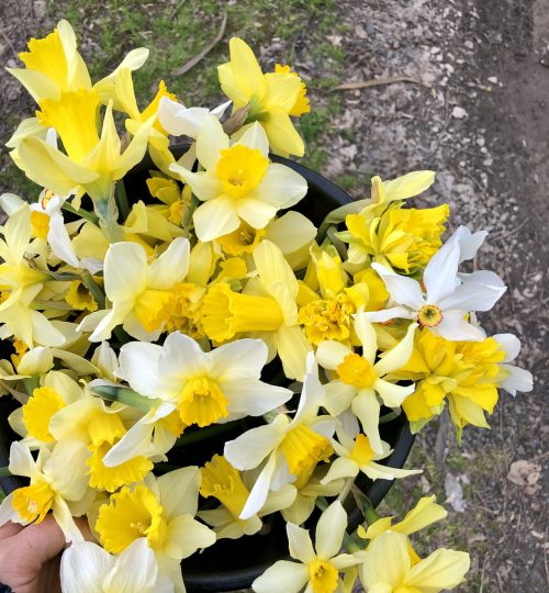 heirloom daffodils