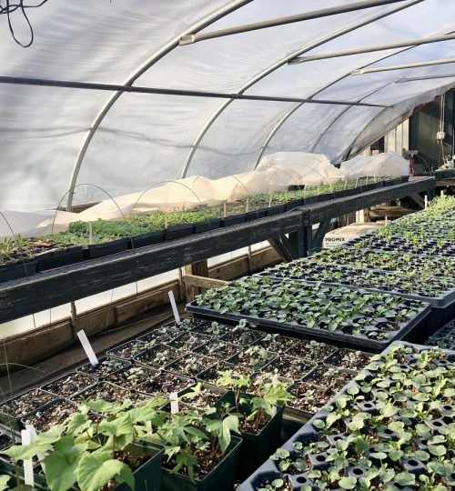 seedlings in greenhouse