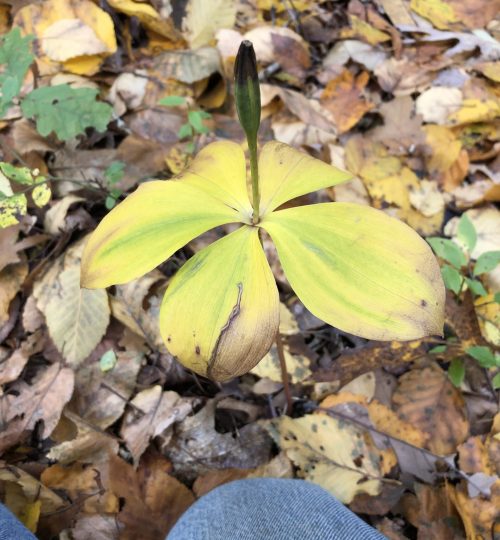 whorled pogonia